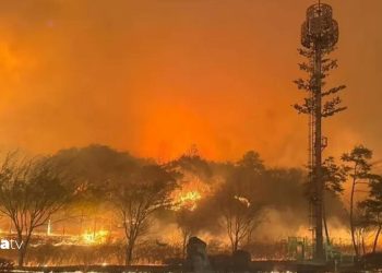 Orman yangınlarında 15 kişi öldü