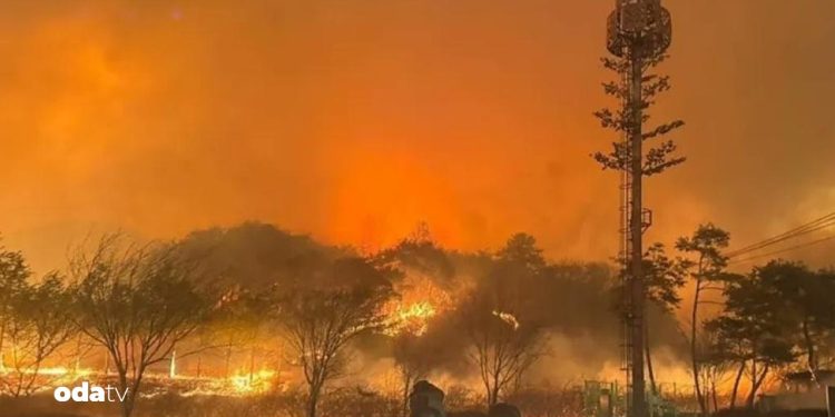 Orman yangınlarında 15 kişi öldü