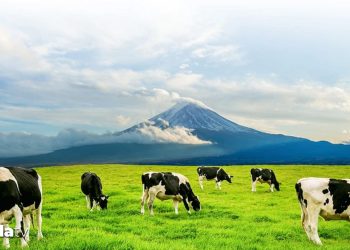 Konkordato talebi reddedildi: Tarım ve hayvancılık devi iflas etti