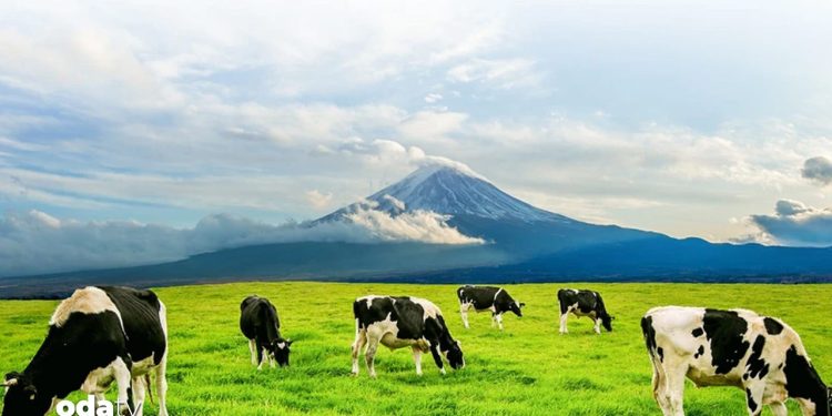 Konkordato talebi reddedildi: Tarım ve hayvancılık devi iflas etti