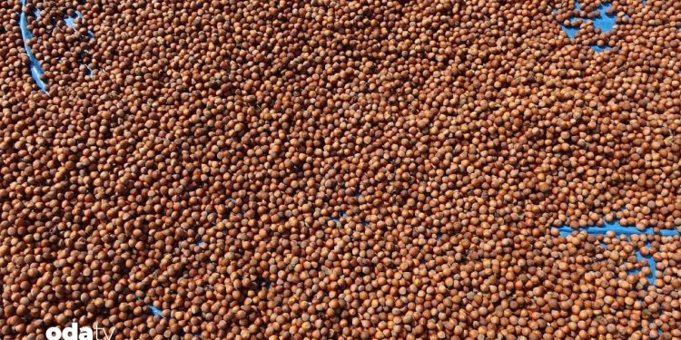 Fındıktan milyarlarca dolar gelir