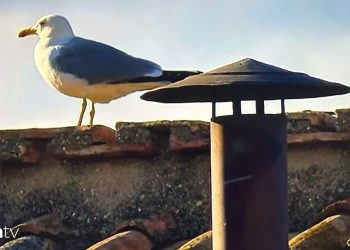 Martıların sırrı ortaya çıktı