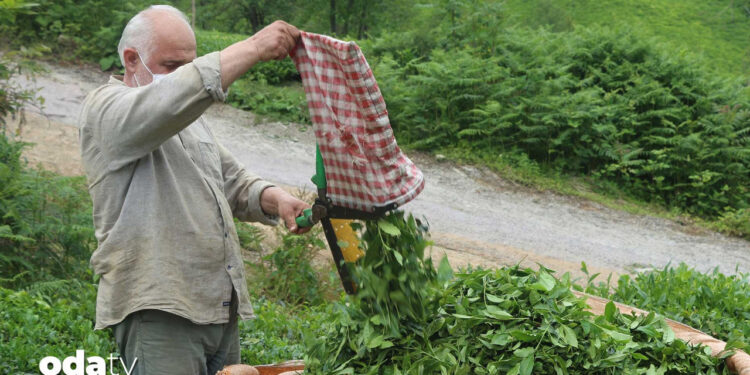 Yaş çayın 2025 bilançosu: Yüzde 7 geriledi
